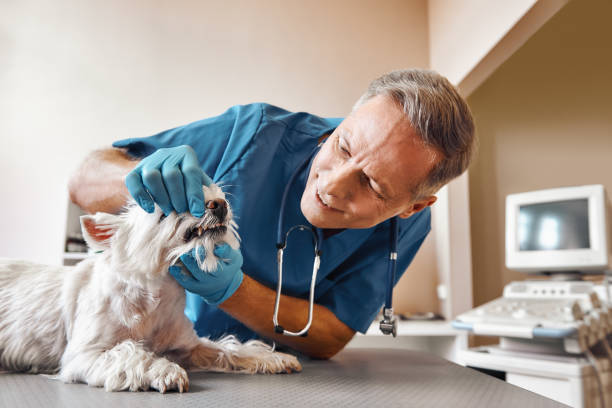 Best Pediatric Emergency Dentist in Edwardsville, PA